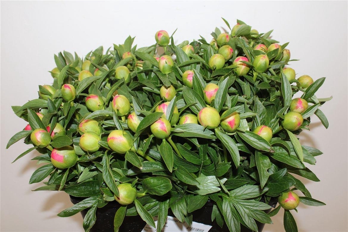 <h4>Paeo L Pink Hawaiian Coral</h4>