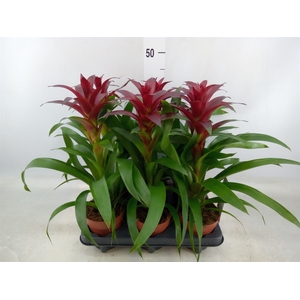 Guzmania  'Nextara'