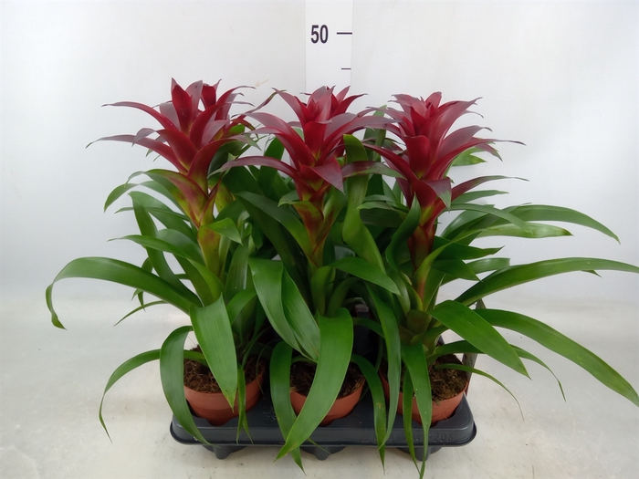 <h4>Guzmania  'Nextara'</h4>