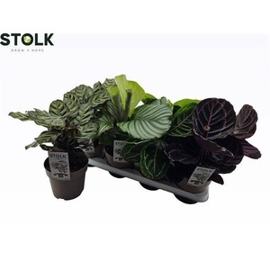 CALATHEA MIX P14