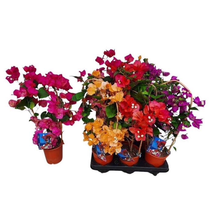 <h4>BOUGAINV DANIA</h4>