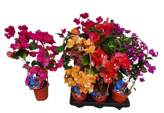 BOUGAINV DANIA