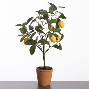 AF Citrus in pot H63cm Yellow