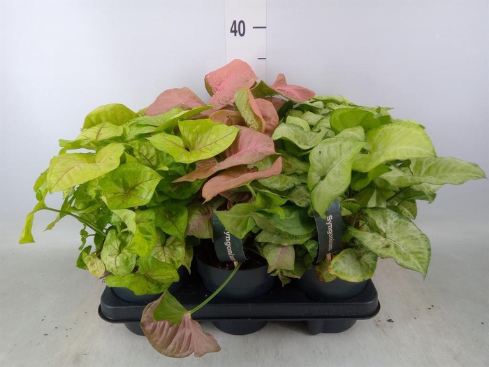 <h4>Syngonium   ...mix</h4>