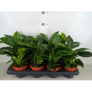 Philodendron  'Green Princess'