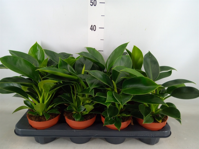 <h4>Philodendron  'Green Princess'</h4>