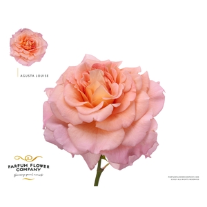 Rosa Parfum Augusta Louise