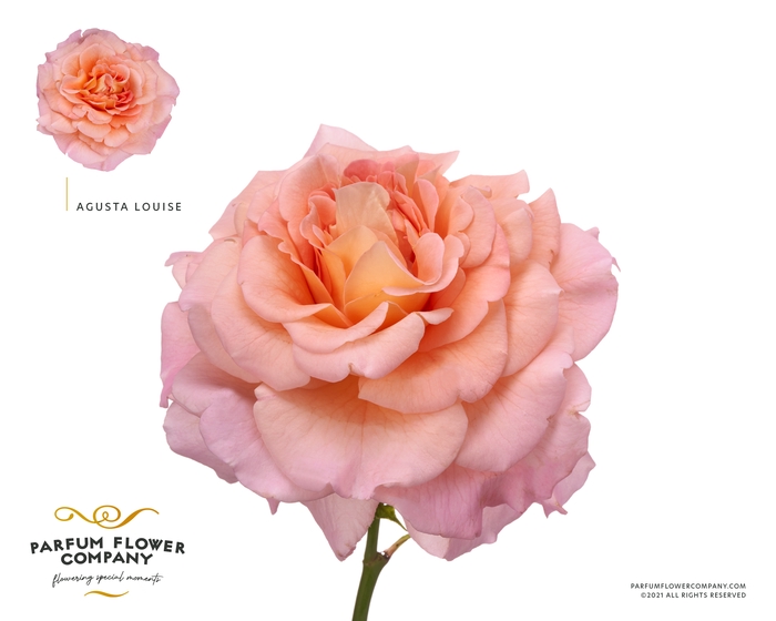 <h4>Rosa Parfum Augusta Louise</h4>