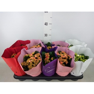 Kalanchoe blos.   ..rosebud rs fl 5