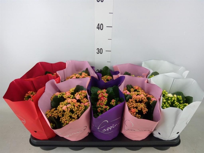 <h4>Kalanchoe blos.   ..rosebud rs fl 5</h4>