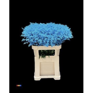 Solidago Light Blue 80cm