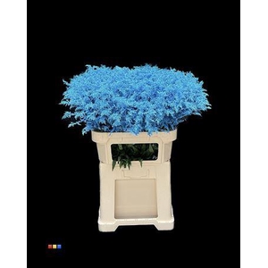 Solidago Light Blue 80cm