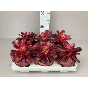 Aeonium   ...