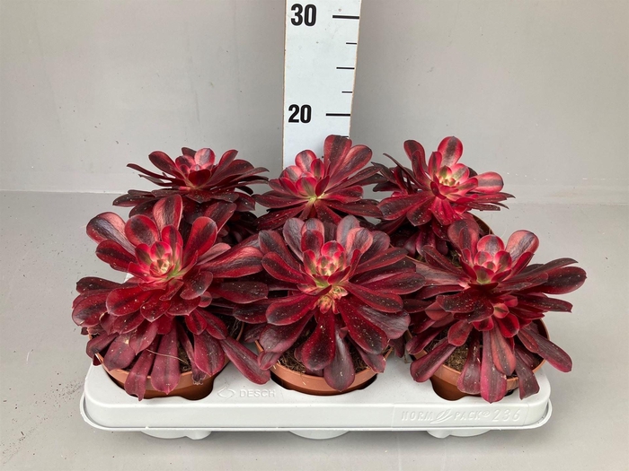 <h4>Aeonium   ...</h4>