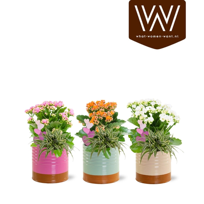 <h4>ARR KAMERPL</h4>