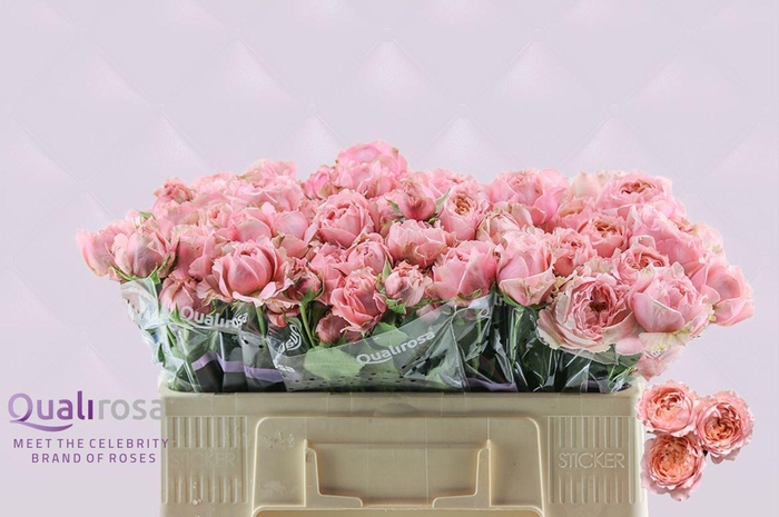 <h4>ROSA TR  ... R TR JULIETTA</h4>