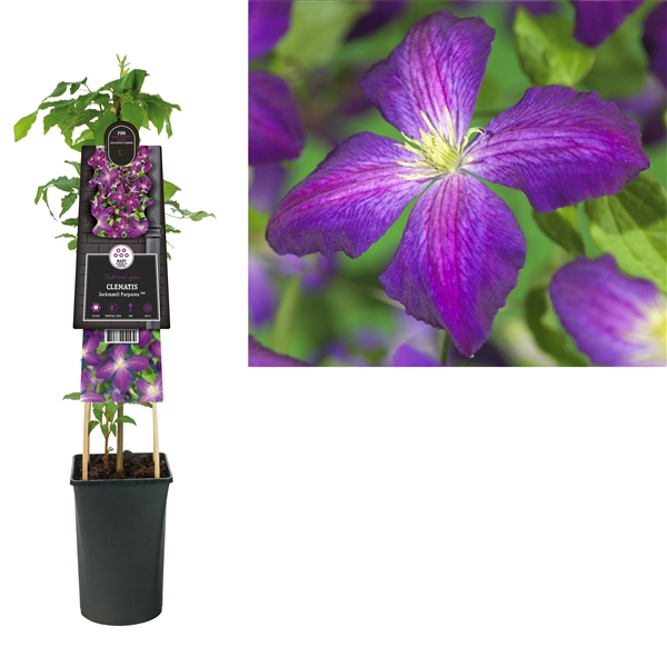 <h4>Clematis Jackmanii Purpurea PBR +3.0 label</h4>
