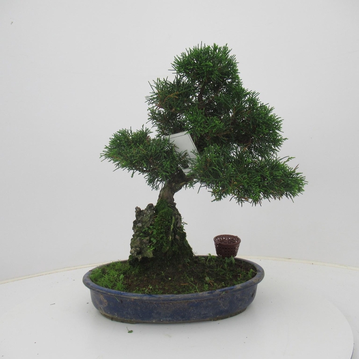 <h4>Juniperus chinensis, 28 cm., height 50 cm. (single item)</h4>
