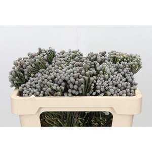 Kaaps Groen Silver Brunia