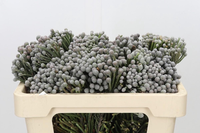 <h4>Kaaps Groen Silver Brunia</h4>