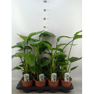 Strelitzia nicolai