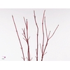 Cornus Cardinal Dec