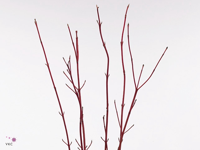 Cornus Cardinal Dec