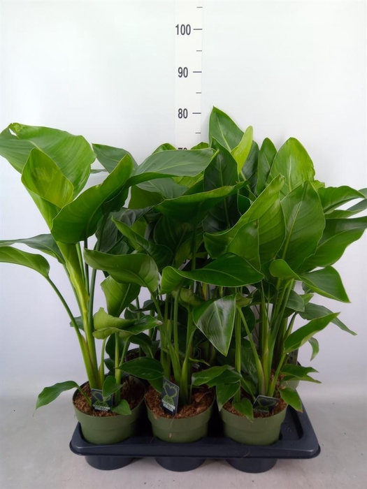 <h4>Strelitzia nicolai</h4>