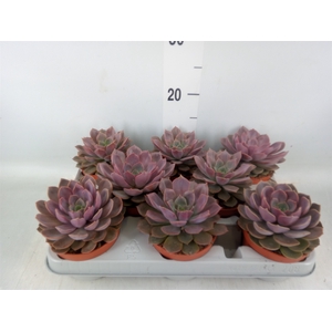 Echeveria   ...