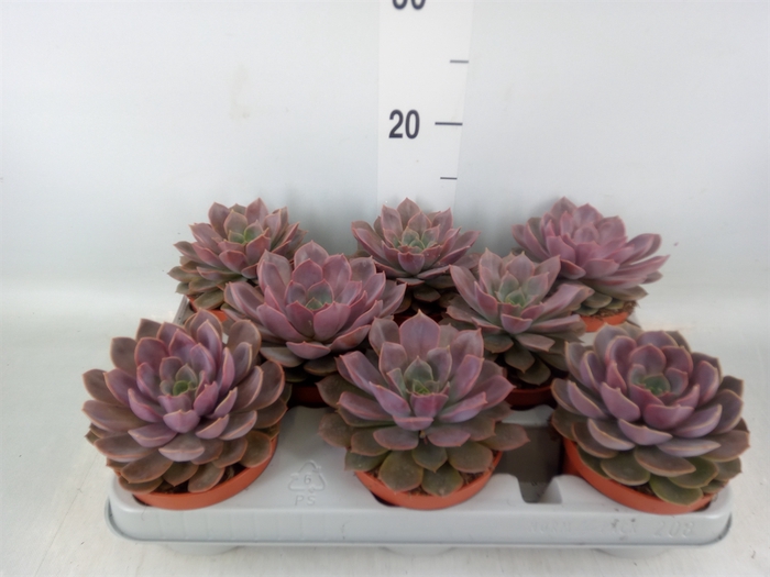 <h4>Echeveria   ...</h4>