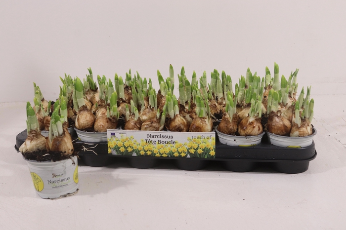 <h4>NARC D TETE BOUCLE</h4>