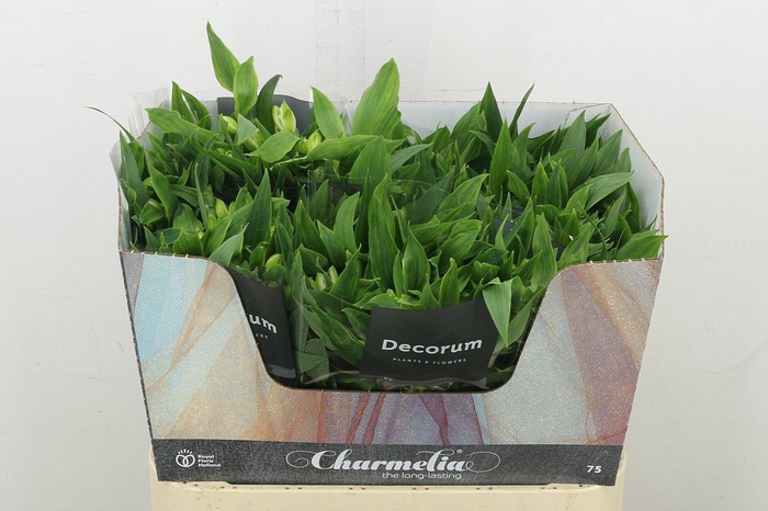 <h4>Alstr Fl Charmelia White</h4>