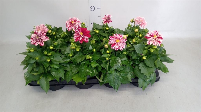 <h4>Dahlia   ...</h4>