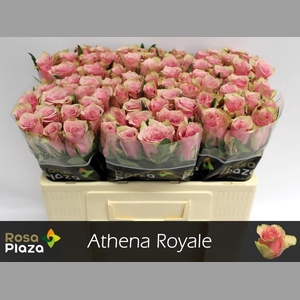 R GR ATHENA ROYALE