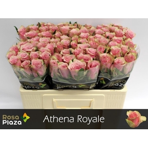 R GR ATHENA ROYALE