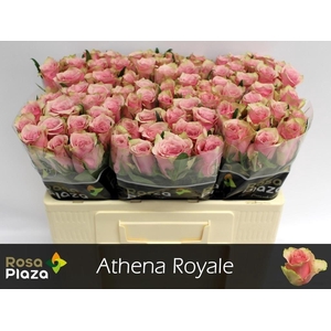 R GR ATHENA ROYALE