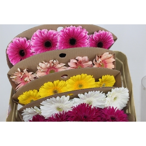 GERBERA VARIADA >10 CM DIAM <050 CM VARIADO