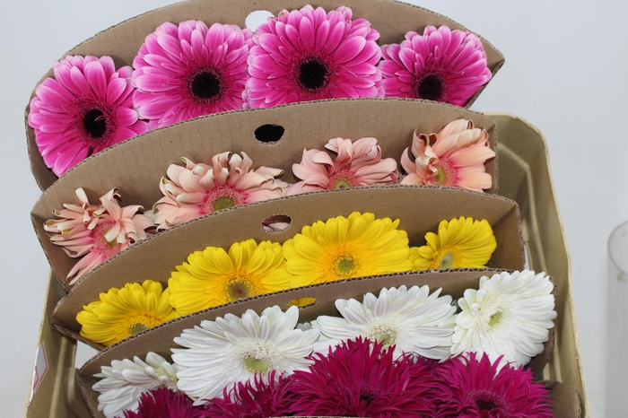 <h4>GERBERA VARIADA >10 CM DIAM <050 CM VARIADO</h4>