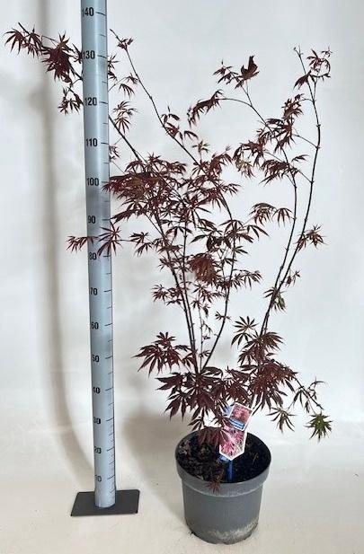 <h4>ACER PA TROMPENBURG</h4>