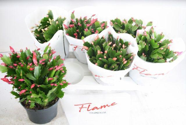 <h4>SCHLUMB FLAME GEM</h4>