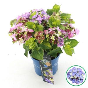 Hydrangea macr. Royalty® 'Lady Mata Hari'® Blauw C3.5 (20cm.) Kn.