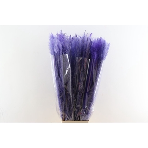 Dried Cortaderia Dadang Lilac 100cm P Stem