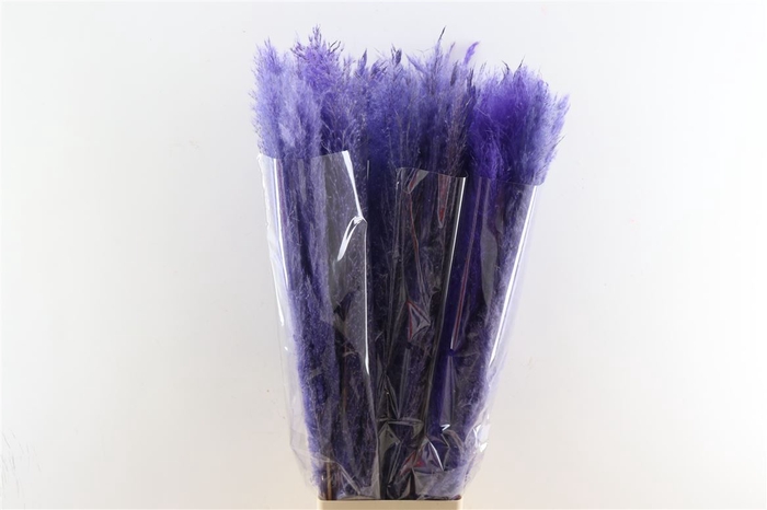 <h4>Dried Cortaderia Dadang Lilac 100cm P Stem</h4>