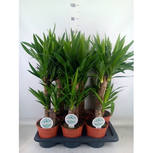 Yucca   ...