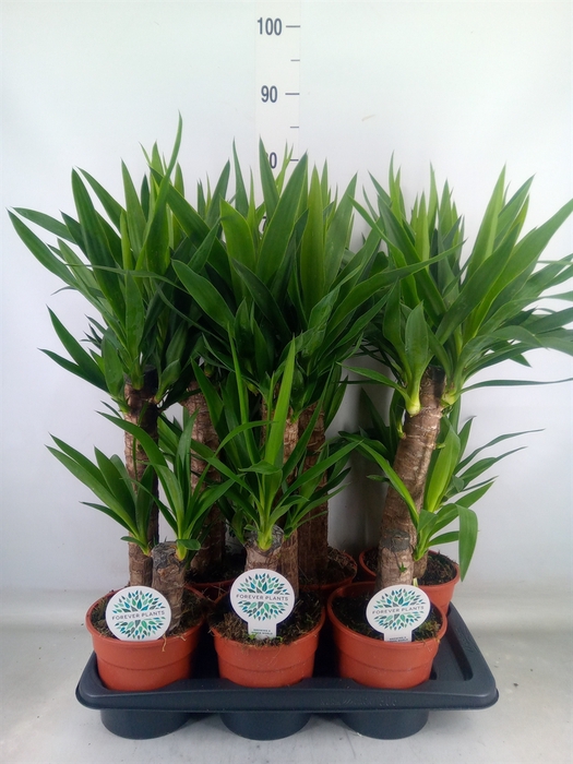 <h4>Yucca   ...</h4>