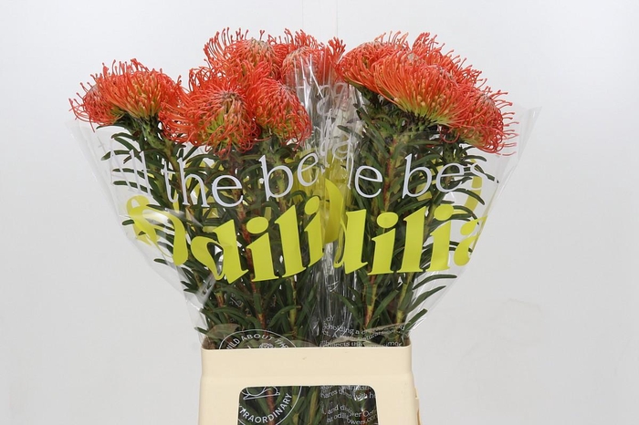 <h4>Nutans Succession</h4>