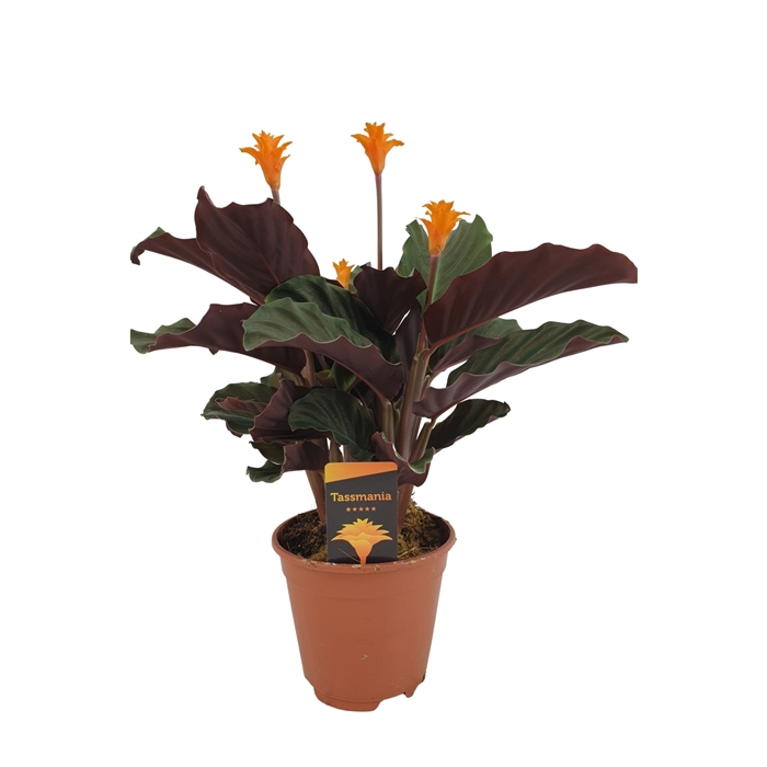 <h4>Calathea crocata 'Tassmania' 3/4 bl</h4>