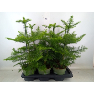 Araucaria heterophylla
