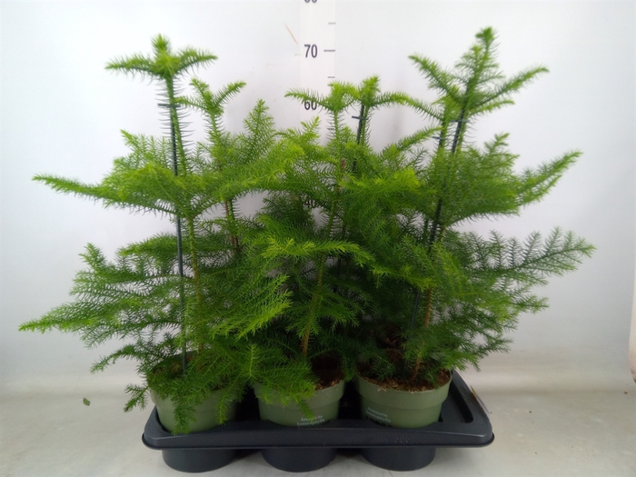 <h4>Araucaria heterophylla</h4>