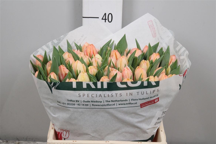 <h4>Tu Du Bed Of Roses</h4>